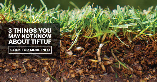3 things you may not know about TifTuf Bermuda