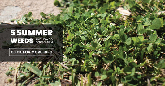 5 Summer weeds and how to control them