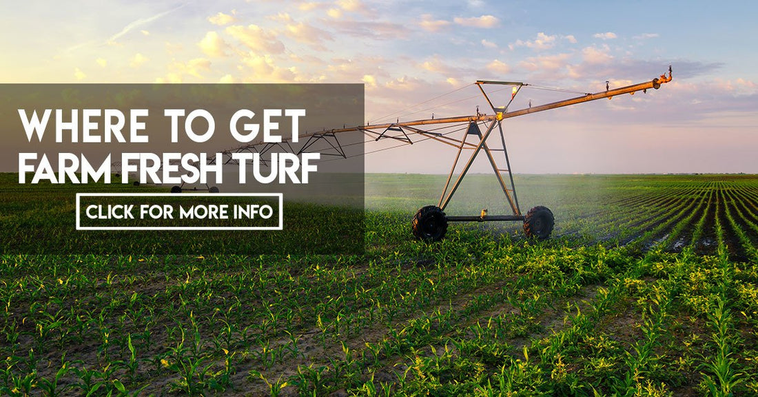 Farm fresh turf in the heart of the city