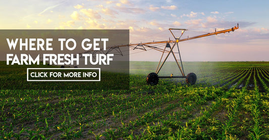 Farm fresh turf in the heart of the city