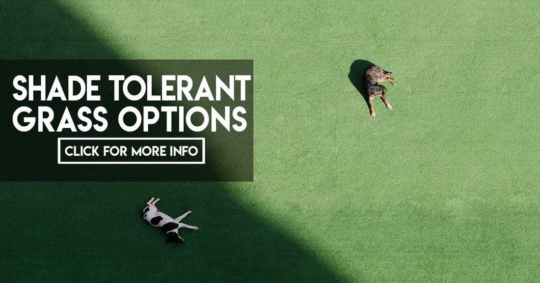 Turf Tips: Shade tolerant grass options