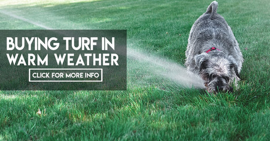 Buying turf in warm weather