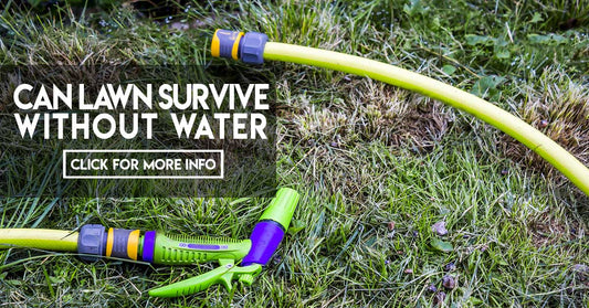 Can lawn survive without water
