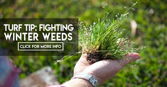 Fighting Winter Weeds