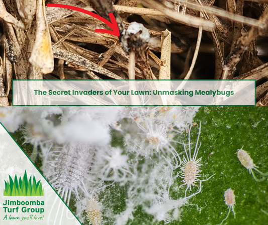 The Secret Invaders of Your Lawn: Unmasking Mealybugs