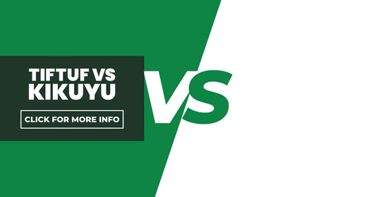 TifTuf Vs Kikuyu