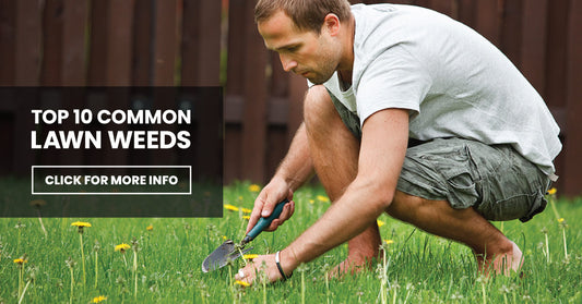 Top 10 Common Lawn Weeds