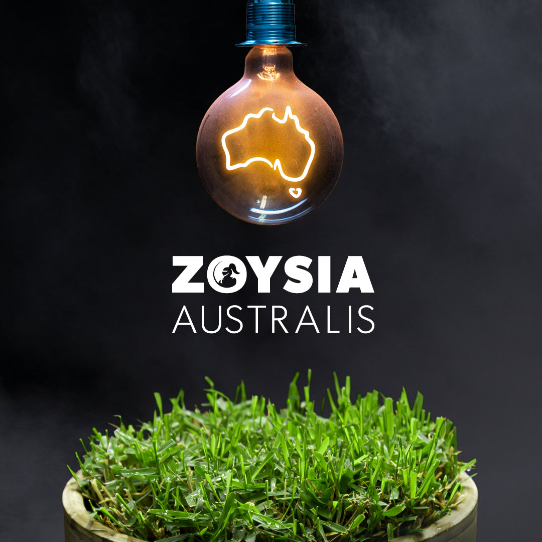 Turf - Zoysia Australis
