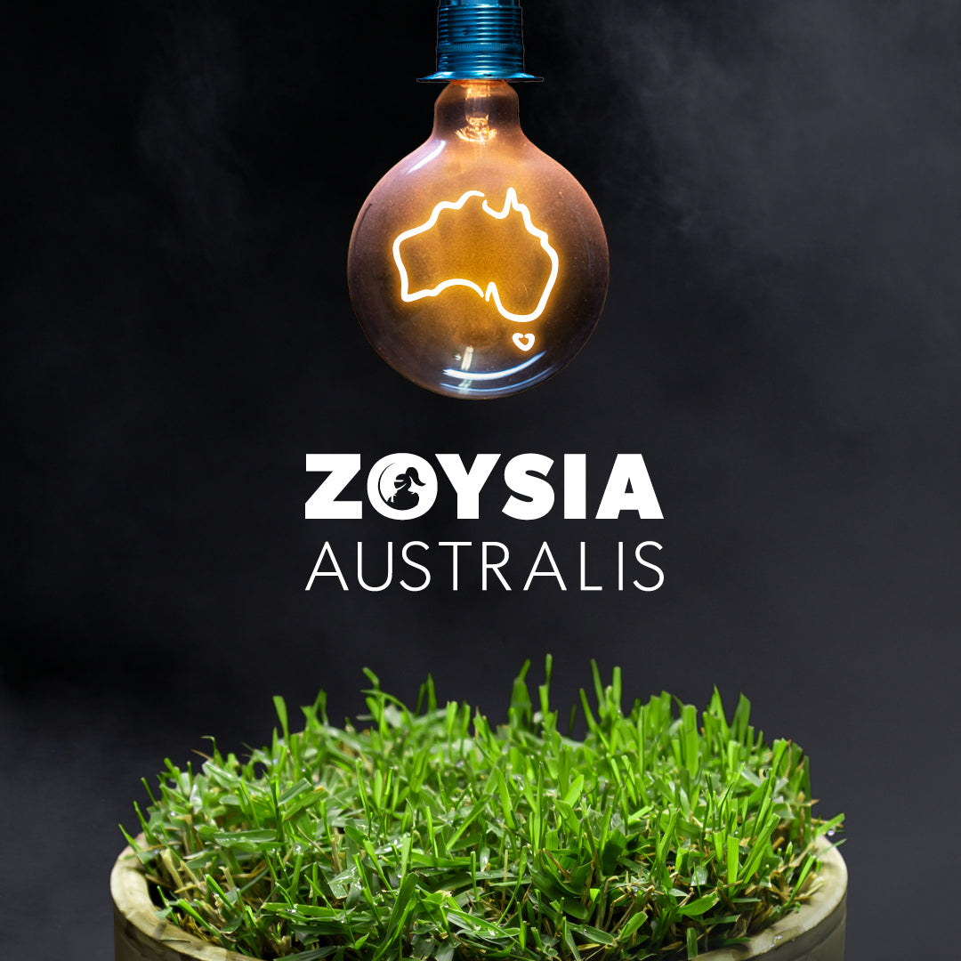 Turf - Zoysia Australis