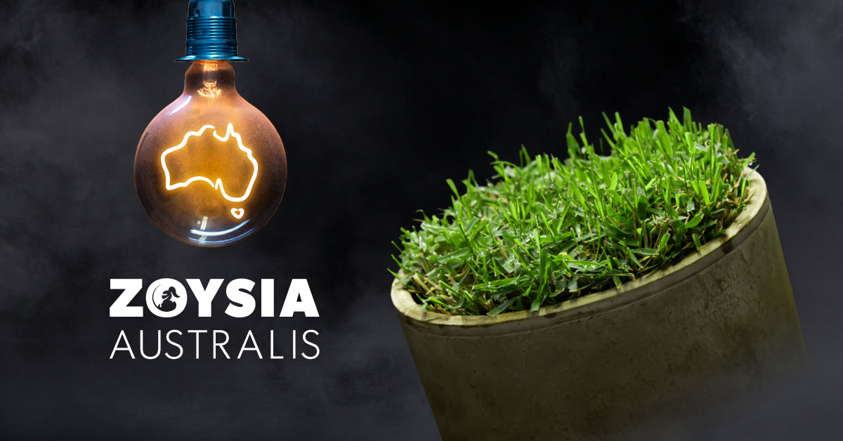 Turf - Zoysia Australis