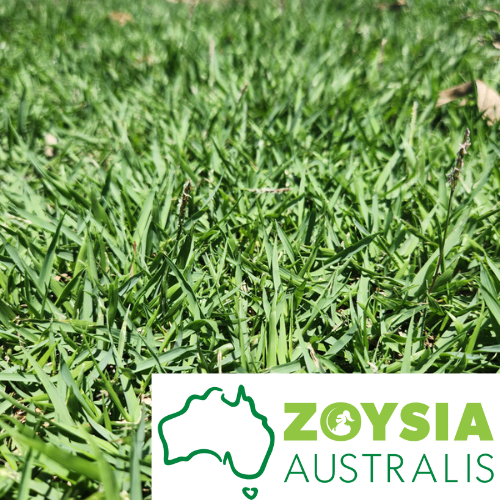 Turf - Zoysia Australis