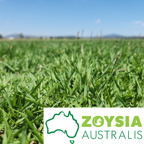 Turf - Zoysia Australis