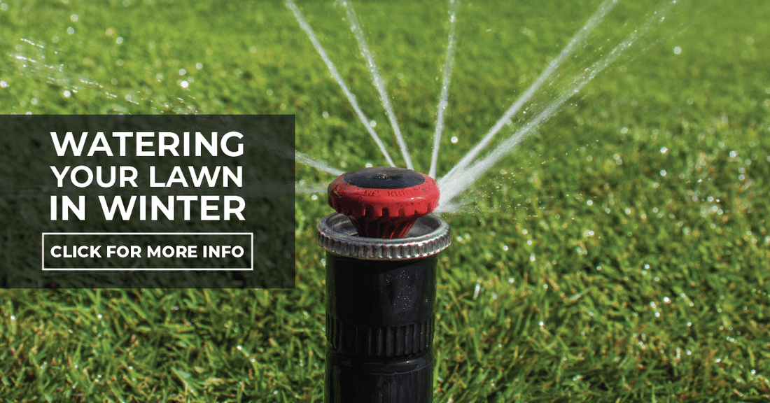 Watering your lawn in Winter