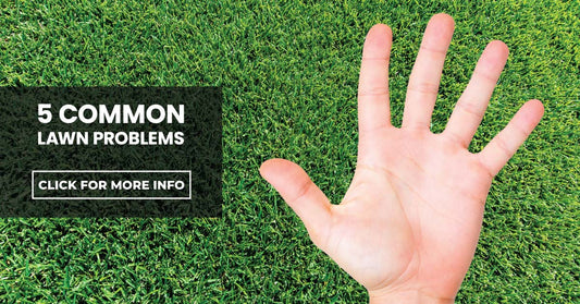 5 Common Lawn Problems & How to Avoid Them