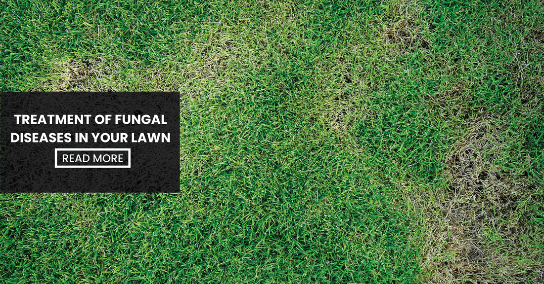 Blog Image - Treatment Of Fungal Diseases In Your Lawn (Jimboomba Turf Group) WEB-VERSION