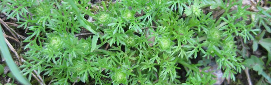 Bindii in Brisbane Lawns: Why You Must Treat It in June Before It Takes Over Your Summer