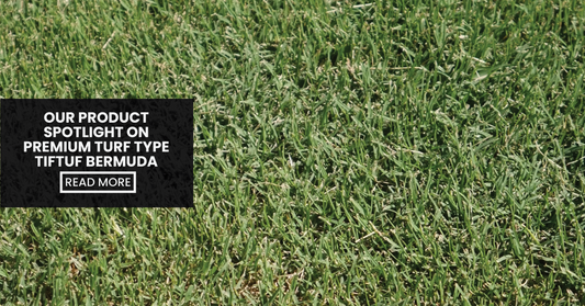 Blog - Lead Image (Our Product Spotlight On Premium Turf Type TifTuf Bermuda)
