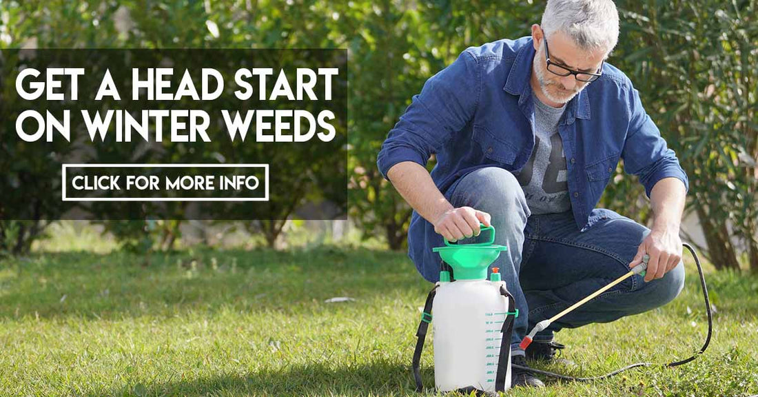 Get A Head Start On Winter Weeds