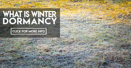 What is winter dormancy?