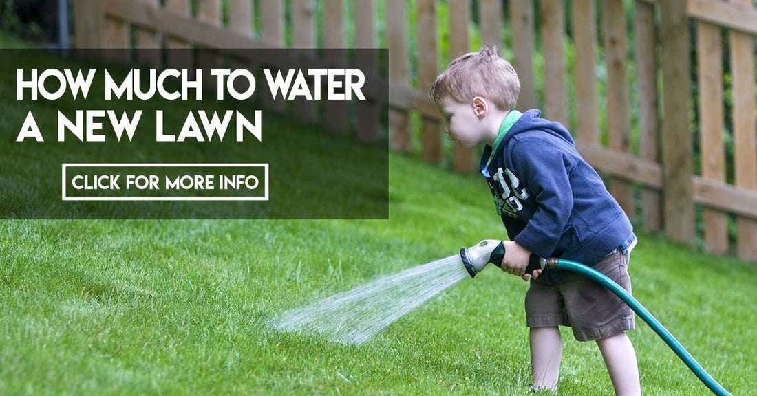 How much to water a new lawn
