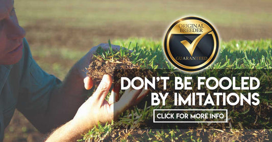 Turf Tips: Genuine DNA Certified Sir Walter