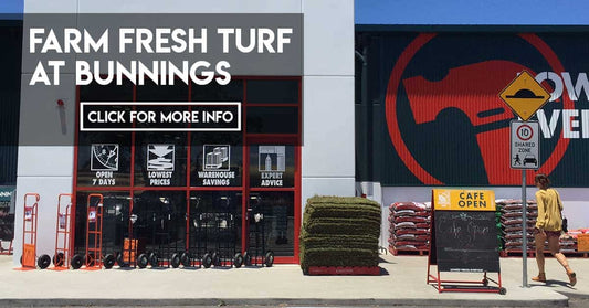 Turf Tips: Fresh turf at Bunnings