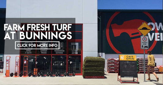 Bunnings turf