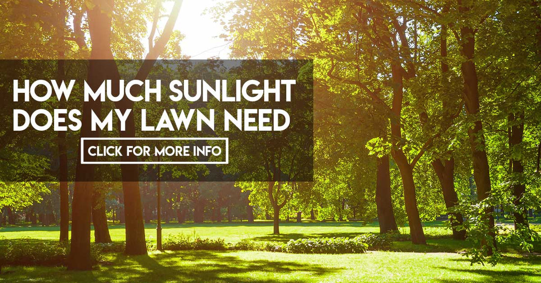How much sunlight does my lawn need?