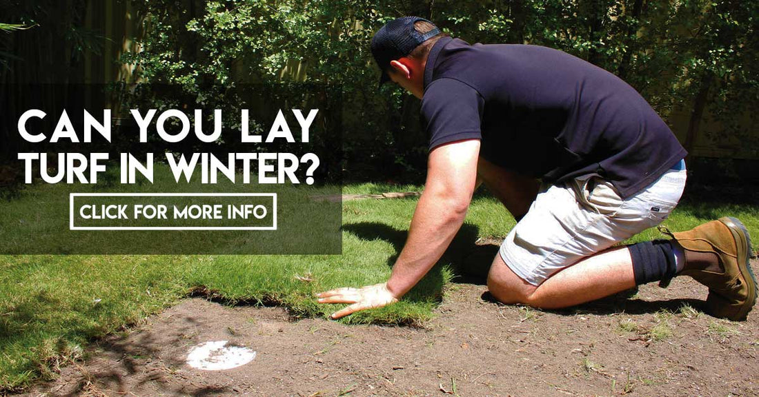 Is laying turf in winter possible?