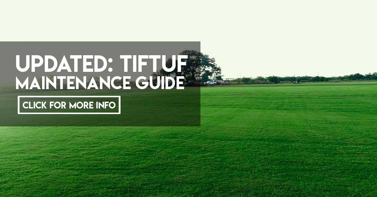 Tiftuf Maintenance Guide Jimboomba Turf Group