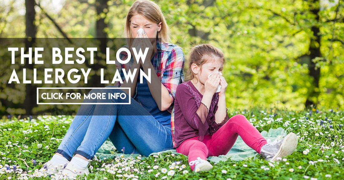 Low allergy lawn
