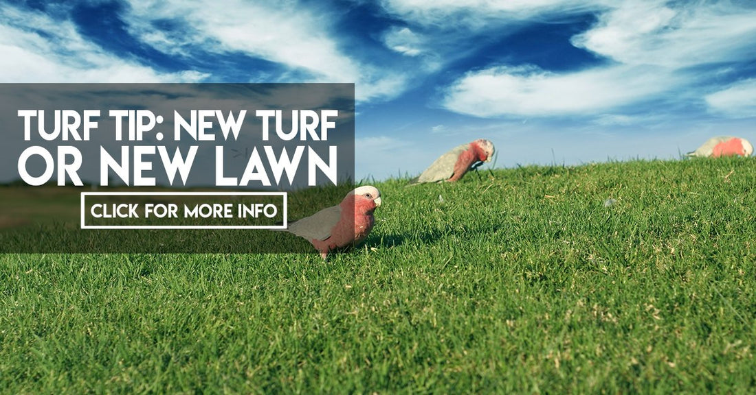 New turf or new lawn