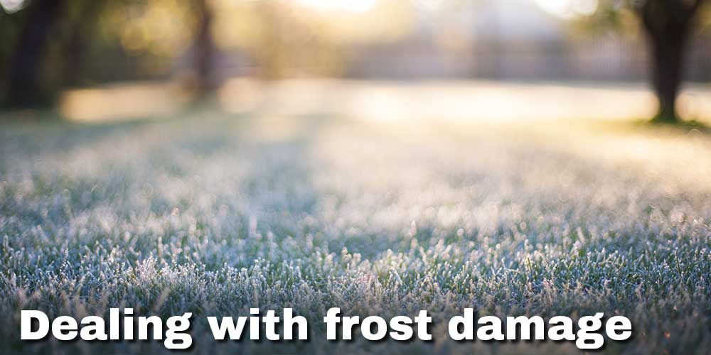 Dealing with frost damage