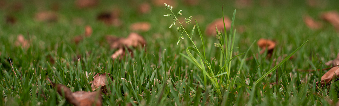Winter Weed Control: How to Stop Weeds Before the Cold