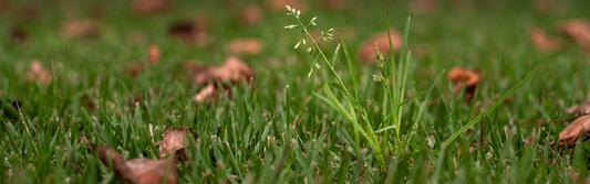 Winter Weed Control: How to Stop Weeds Before the Cold