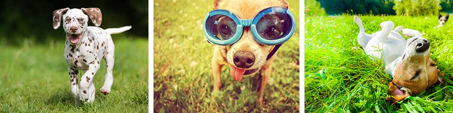 How to Stop Dog Urine From Killing Grass (Naturally)