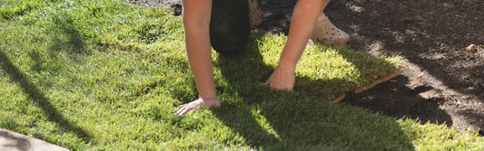 Laying a Lawn in Spring: Tips & Tricks You Need to Know