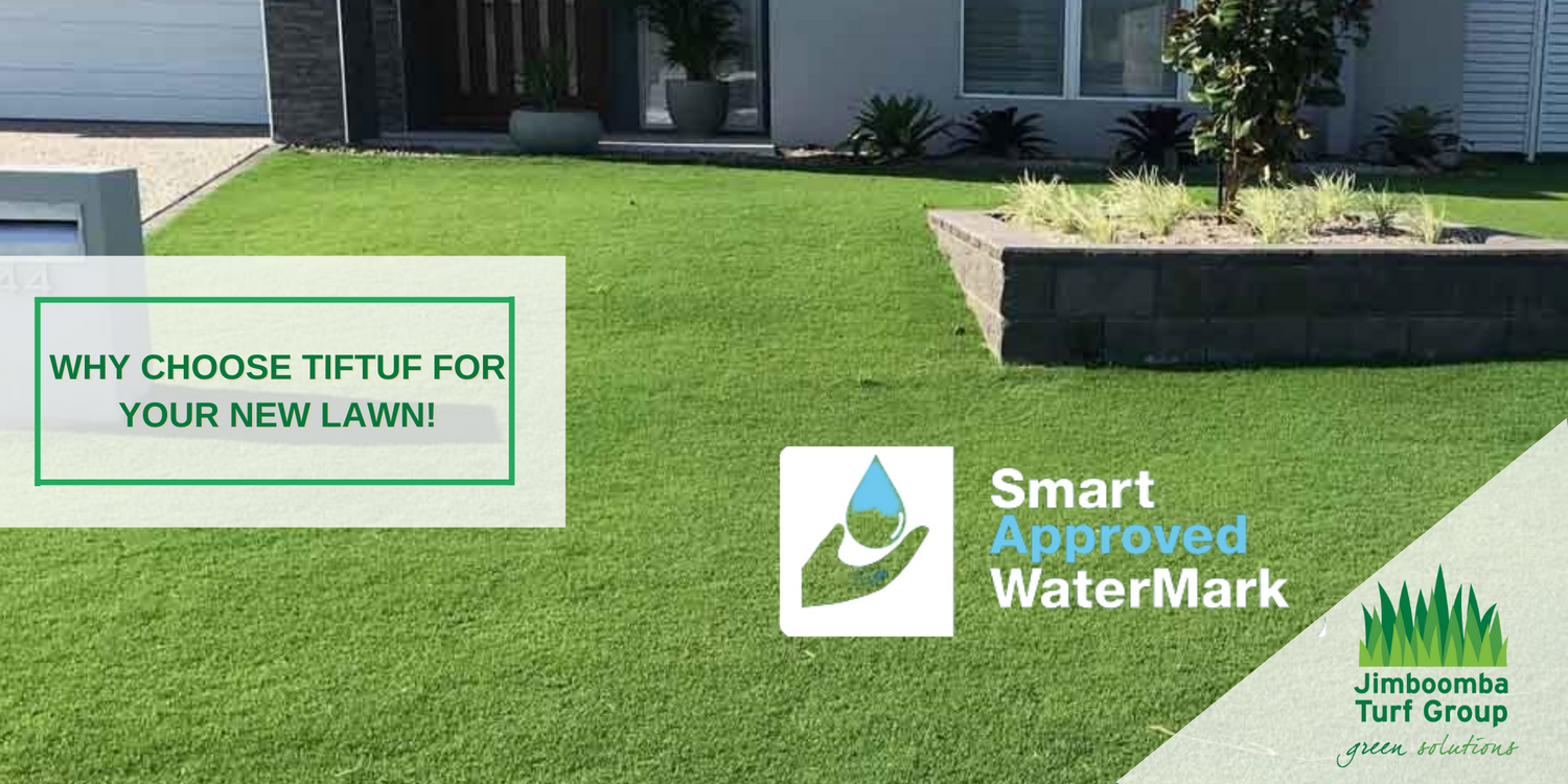Why choose TifTuf for your new lawn?! Jimboomba Turf Group