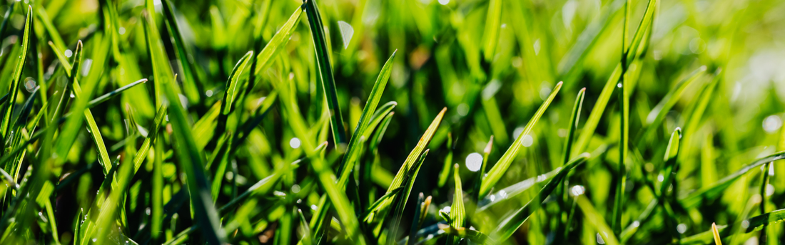 Soil Wetter: A Lawn Lovers Guide to Healthier Lawns in Southeast Queensland