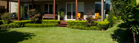 Drought Tolerant Lawn Varieties from Jimboomba Turf: Smart Choices for Queensland Conditions