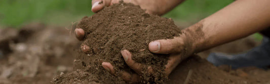 Hydrophobic Soil: What It Is, Why It Happens & How to Fix It