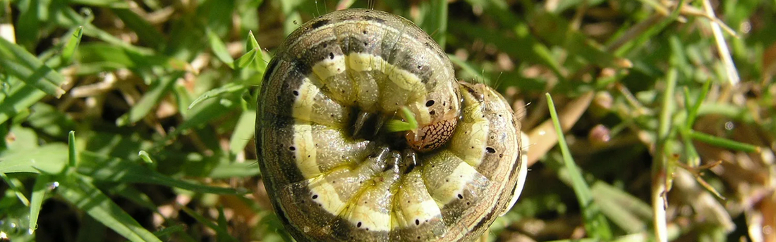 Armyworm in Southeast Queensland: How to Spot Them, Stop Them and Save Your Lawn