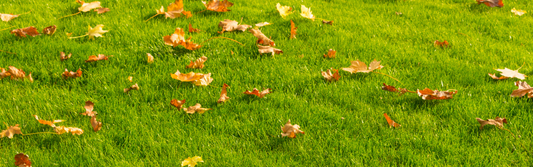 Why Autumn Is the Perfect Time to Lay New Turf in Queensland