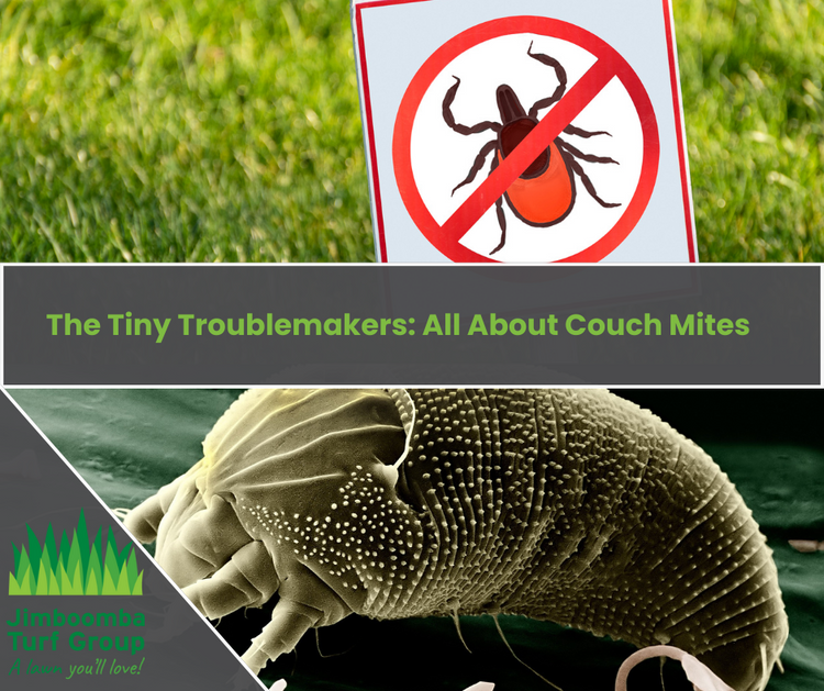 The Tiny Troublemakers All About Couch Mites Jimboomba Turf Group