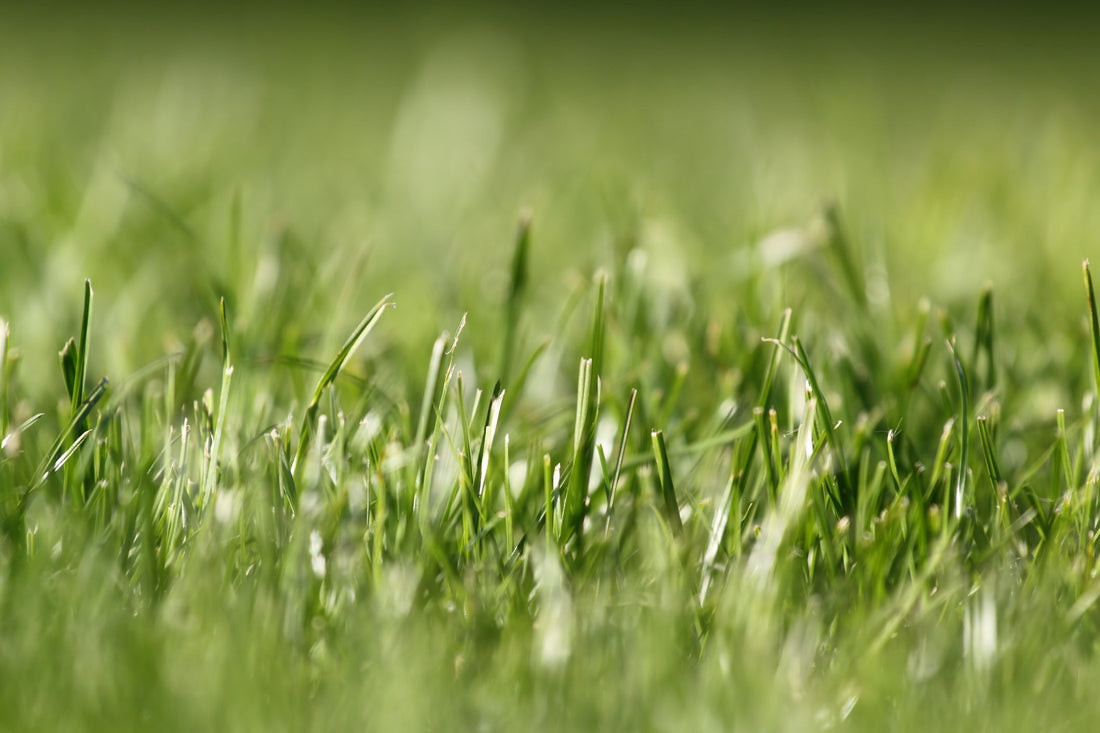 TifTuf vs Sir Grange Zoysia
