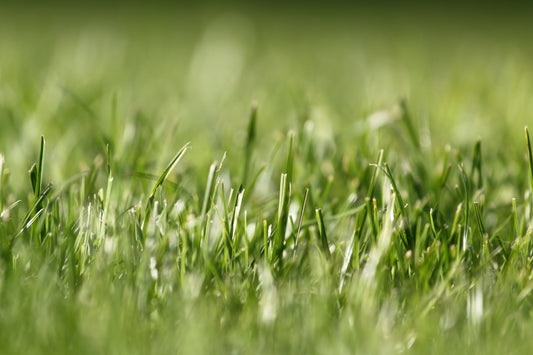 TifTuf vs Sir Grange Zoysia