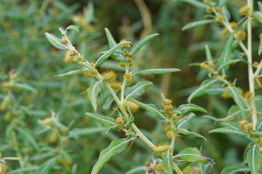 How to Get Rid of Burr Weeds: The Battle Against the Prickle