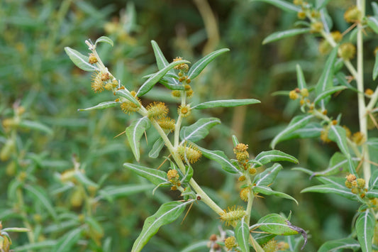 How to Get Rid of Burr Weeds: The Battle Against the Prickle