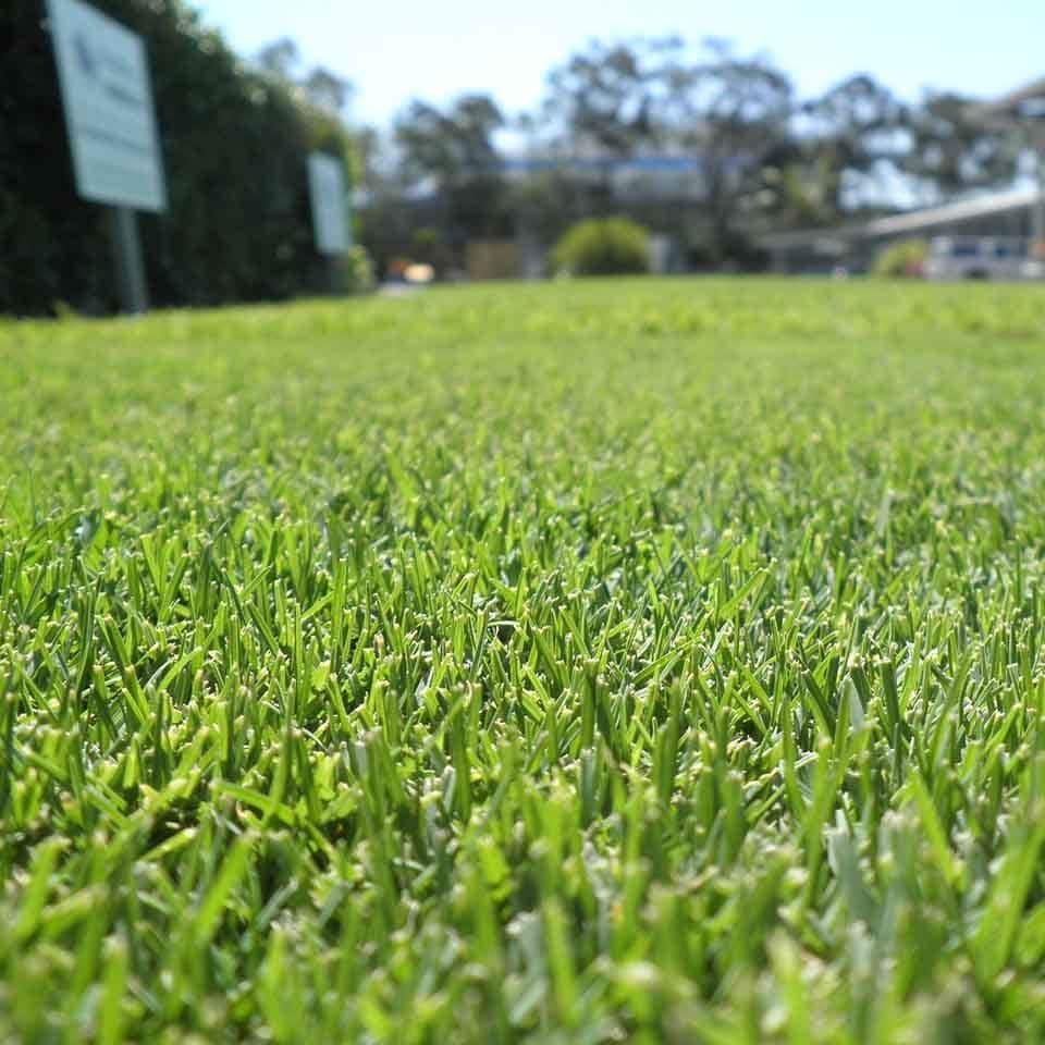 Tiftuf Bunnings – Jimboomba Turf Group