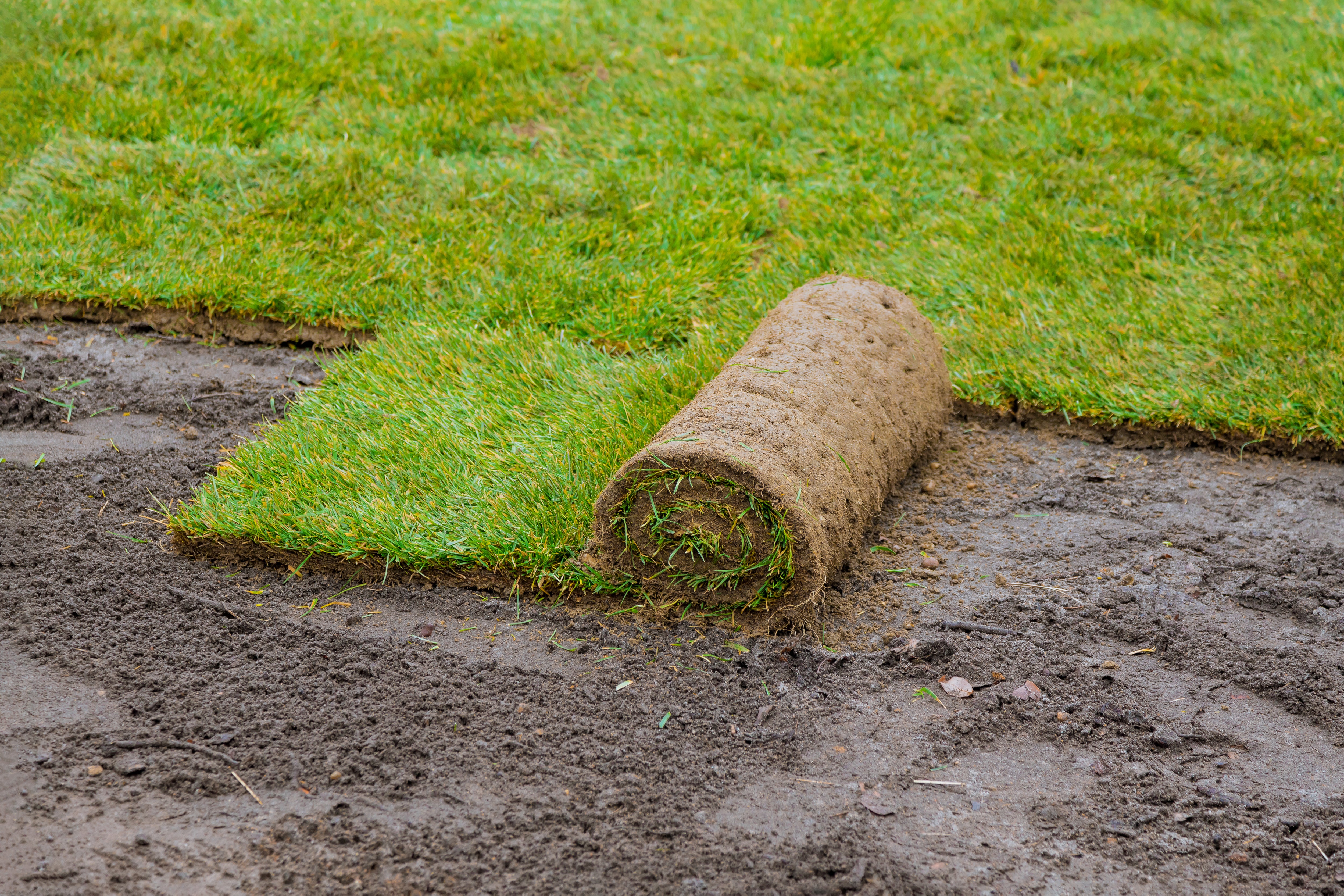 Laying turf shop